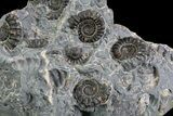 Ammonite (Promicroceras) Cluster - Somerset, England #86245-2